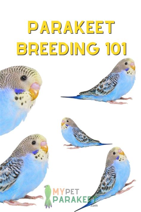 How To Tell If My Budgie Is Pregnant