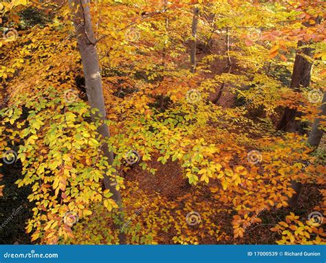 November Autumnal Forest Stock Image Image Of Foliage 17000539