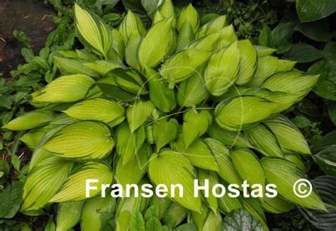 Hosta ' june fever ' has yellow leaves with a green margin and is a medium hosta that has pale lavender flowers and grows in sun and shade. Hosta June Fever - Fransen Hostas