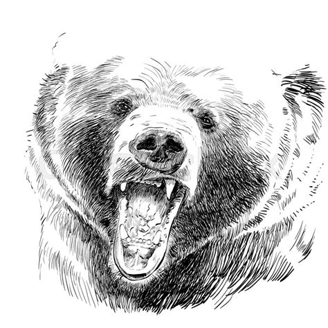 For more realistic tutorials, check out these videos Grizzly Bear Head Sketch at PaintingValley.com | Explore ...