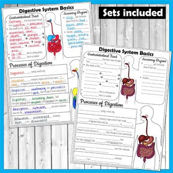 Anatomy Digestive System Doodle Notes Bundle By Science From Scratch