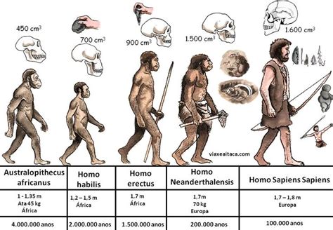 Hominización Homínidos Hominidos La Prehistoria Para Niños