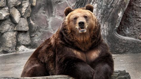 Bears Bear Wallpaper