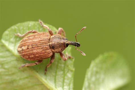 Clover Insects