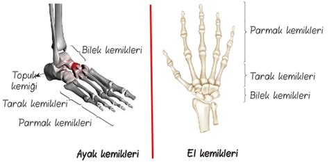Vücudumuzdaki Kemikler, Yapısı ve Kısımları 6.Sınıf Fen Bilimleri