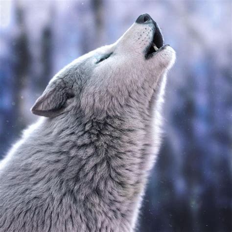Howling White Wolf Massimo Righi On Artstation At