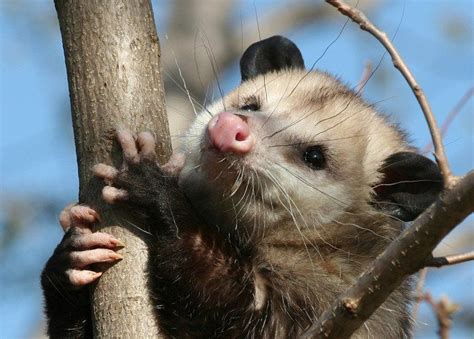 30 Photos Of Wildlife In Virginia That Will Drop Your Jaw Opossum Possum Awesome Possum