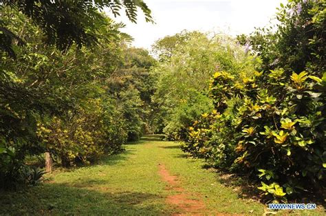 View Of Legon Botanical Garden In Accra Ghana Xinhua English News Cn