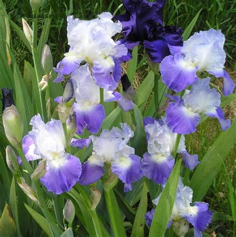 Iris Purple Double Color Flower Seeds 10pcs Iris Missouriensis Organic