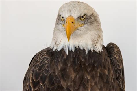 Portrait Of A Bald Eagle Isolated Aginst A White Backgroud Stock Photo