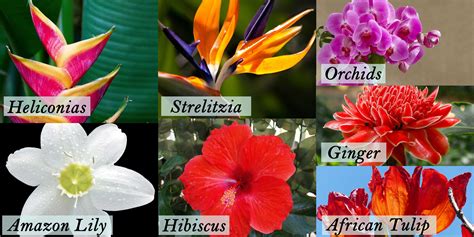Guide To Tropical Flowers Blooms Today
