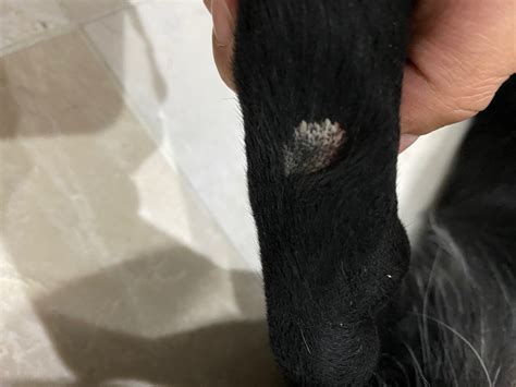 Dog Has Dry White Patches On His Back Legs Thriftyfun