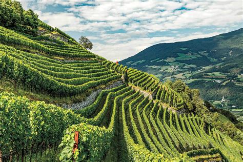 On Top Of The World The Crisp White Wines Of Italys Alto Adige Wine