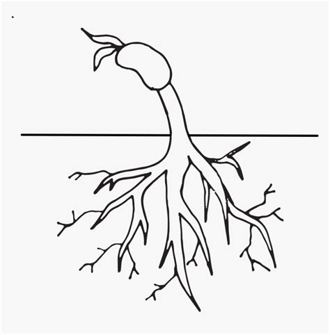 Free Tree With Roots Clipart Black And White Download Root Clipart