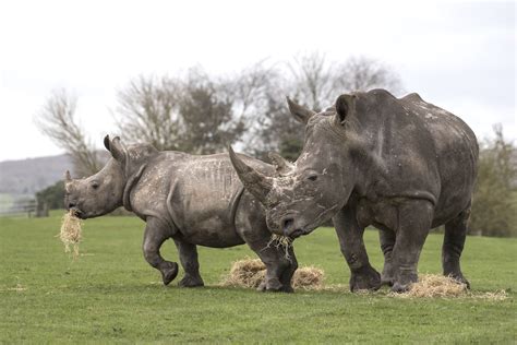 And more elephants may be on their way. Year 3 Trip to West Midlands Safari Park | Perry Wood ...