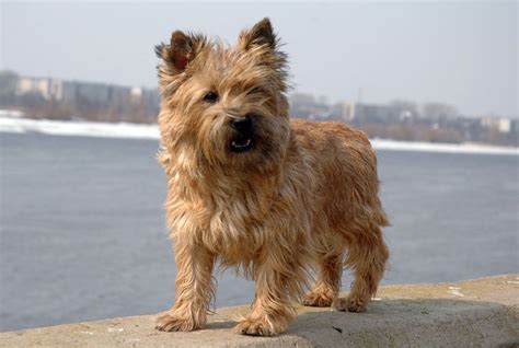 Cairn Terrier These Upbeat Happy Go Lucky Dogs Tend To Busy