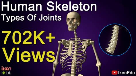 Human Skeleton And Types Of Joints Biology Video Iken Edu Youtube