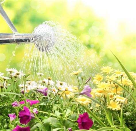 Summer Watering Guide — Everydaygardenideas