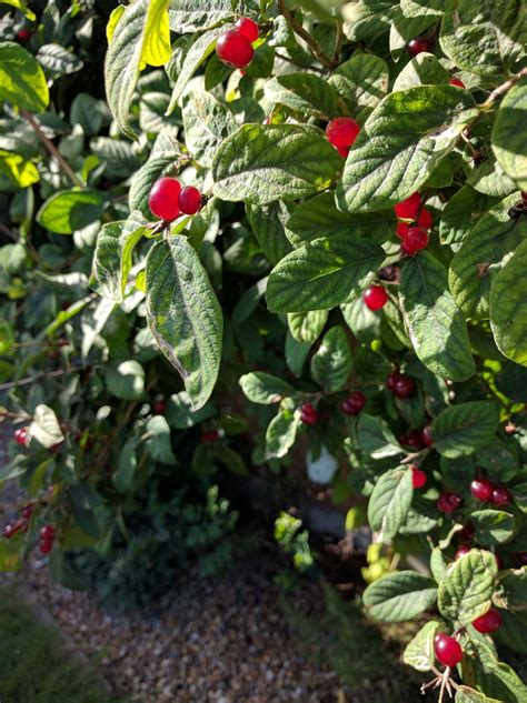 Identification What Is This Low Growing Shrub With Small Bright Red