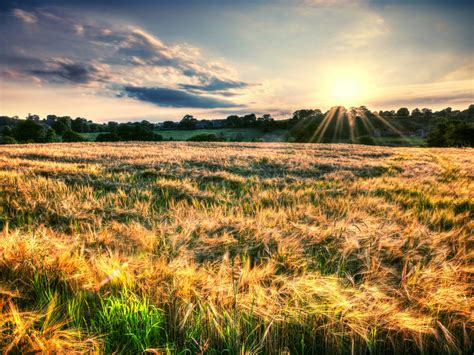 Bright Sunlight In Wheat Fields Desktop Background 58793