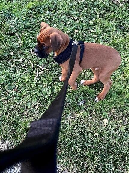 How To Train A Boxer Dog The Right Way From A Boxer Owner