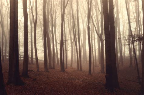 Forest Mist By 1darkstar1 On Deviantart