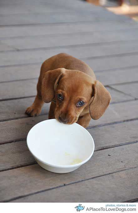 Cute Doggy Begging For Food With His Bowl Something My