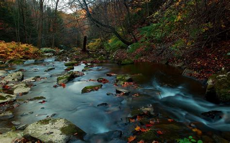 River Nature Forest Leaves Fall Water Rock Stones