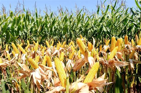 Hybrid Maize Seed Production Starts