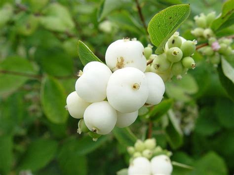 Details About Snowberry Shrub Symphoricarpos Albus Seeds Fast Hardy
