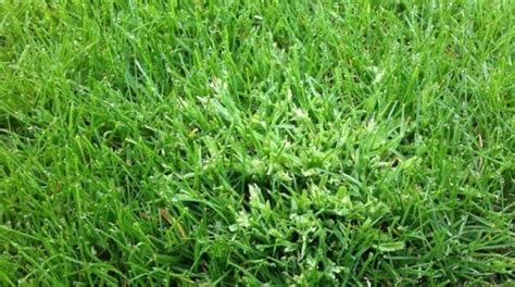 Annual Meadow Grass In Your Lawn How To Remove Control And Prevent It