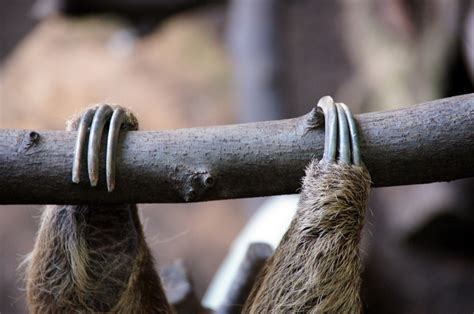 Sloth Toes Elaborate