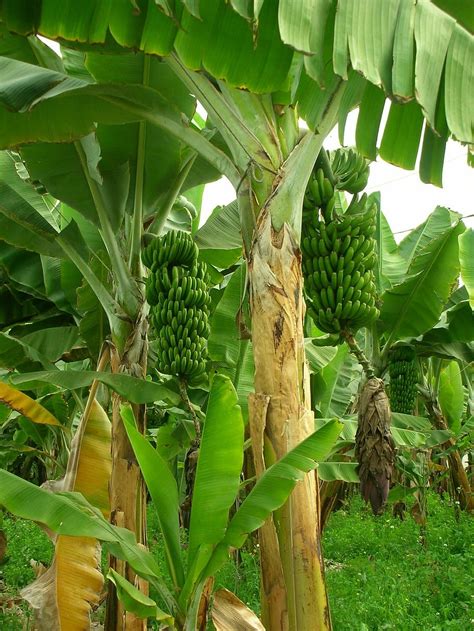 Free Download Green Banana Plant Daytime Bananas Banana Trees