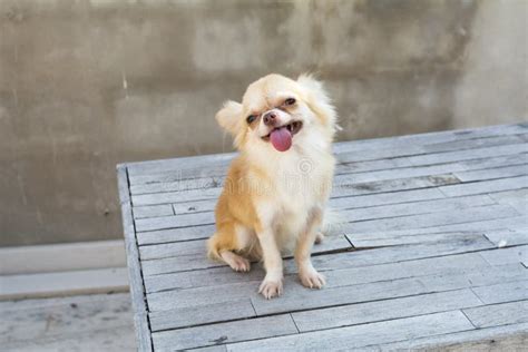 Small Body Brown Chihuahua Dog Sitting On Wood Table Stock Image