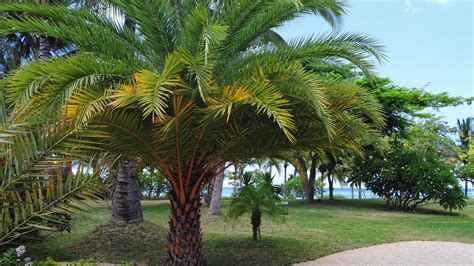 Types Of Palm Trees With Identification Guide Pictures And Names Eathappyproject