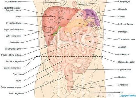 Anatomy terms are based on ancient greek or latin so that medical terminology is the abdominal quadrants are much easier: Pictures Of Abdominopelvic Cavity