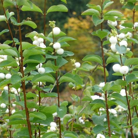 Buy Snowberry Symphoricarpos Albus 20 Seeds Online Seeds