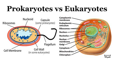 In Comparison To Eukaryotes Prokaryotes The Difference Between