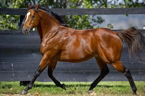 Not A Single Doubt Stud Farm Sport Of Kings Darley Thoroughbred