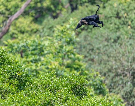 Lion Tailed Macaque Pride Of The Western Ghats I Roundglass I Sustain