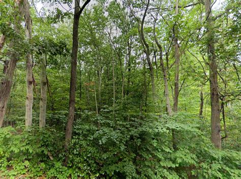 Big Horn Trail, Augusta, WV 26704 | Land and Farm