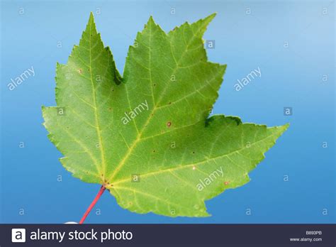 A Red Maple Leaf Stock Photo Alamy