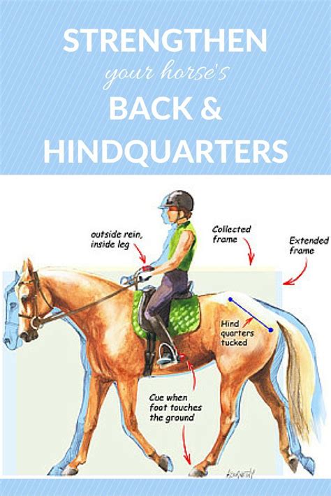 Use This Simple Exercise To Help Strengthen A Horses Back And
