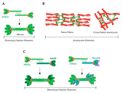 Cells Free Full Text Non Muscle Myosin 2a Nm2a Structure Regulation And Function