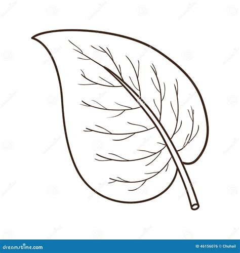 Sketch Leaf Isolated On White Stock Vector Illustration Of Nature