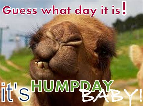 image gallery happy hump day camel