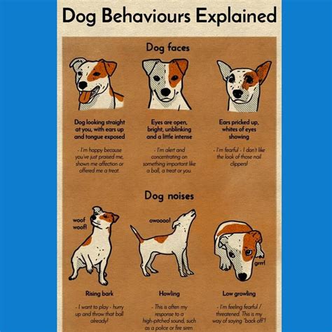 Dog Behaviours Explained Dog Behavior Dog Behavior Signs Dog