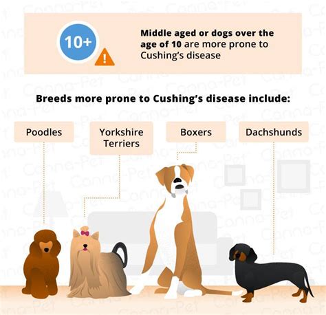 How Do They Test For Cushings Disease In Dogs
