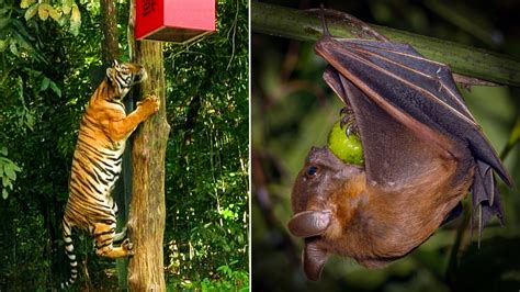 Wildlife Around Spore Tigers Enjoy Cny Treats And Other Sightings