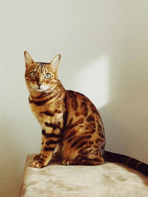 8 Spotted Cat Breeds